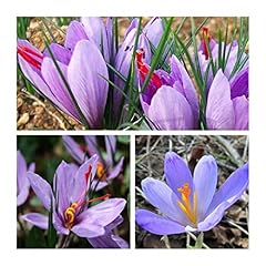 Crocus autumn sativus for sale  Delivered anywhere in UK
