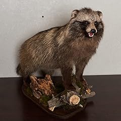 Raccoon dog taxidermy for sale  Delivered anywhere in USA 