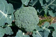 Broccoli plug plants for sale  Delivered anywhere in UK