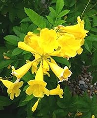 Vaacnee seeds yellow for sale  Delivered anywhere in USA 