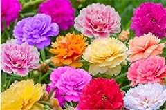2000 moss rose for sale  Delivered anywhere in USA 