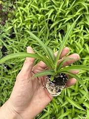 Generic green spider for sale  Delivered anywhere in USA 