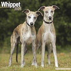 Whippet 2025 square for sale  Delivered anywhere in UK