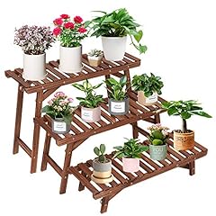 Coogou wood plant for sale  Delivered anywhere in USA 
