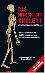 Menschliche skelett schautafel gebraucht kaufen  Wird an jeden Ort in Deutschland