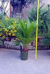 Cycas revoluta palma usato  Spedito ovunque in Italia 