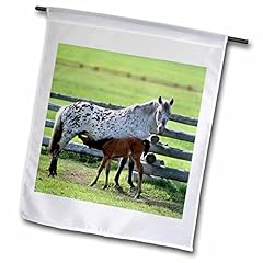 3drose 90416 appaloosa for sale  Delivered anywhere in USA 