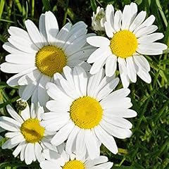 Welldales english daisy for sale  Delivered anywhere in UK