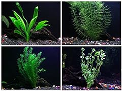 Stems species live for sale  Delivered anywhere in USA 
