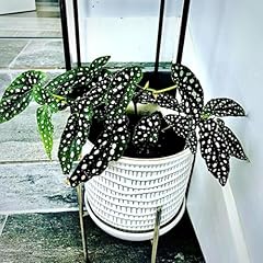 Begonia maculata plant for sale  Delivered anywhere in USA 