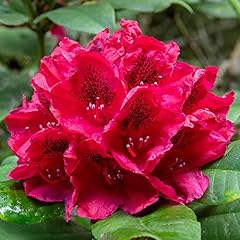 Rhododendron lord roberts for sale  Delivered anywhere in UK