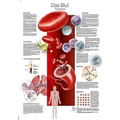 Erler zimmer anatomische gebraucht kaufen  Wird an jeden Ort in Deutschland
