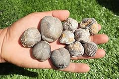 Amazing marine fossil for sale  Delivered anywhere in USA 