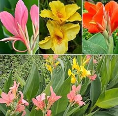 Mixed canna lily for sale  Delivered anywhere in USA 