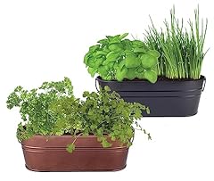 Buzzy kitchen herbs for sale  Delivered anywhere in USA 