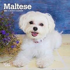 Maltese 2025 inch for sale  Delivered anywhere in USA 