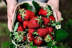 Albion everbearing strawberry for sale  Delivered anywhere in USA 