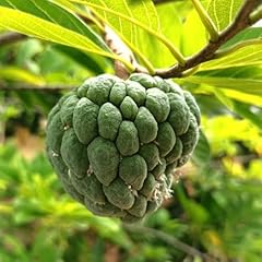 Tomorrowseeds sugar apple for sale  Delivered anywhere in USA 