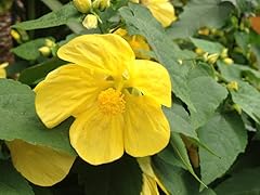 Lucky lantern yellow for sale  Delivered anywhere in USA 