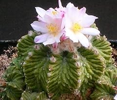 Genipap semi fiori usato  Spedito ovunque in Italia 