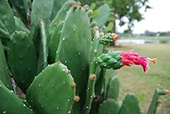 Prickly pear optunia for sale  Delivered anywhere in USA 