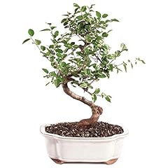 Brussel bonsai live for sale  Delivered anywhere in USA 