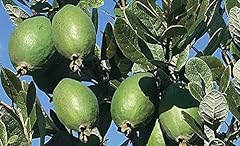 Pineapple guava tree for sale  Delivered anywhere in USA 