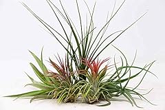 Air plants beginner for sale  Delivered anywhere in Ireland