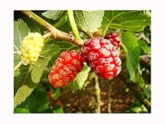 Black mulberry tree for sale  Delivered anywhere in UK