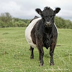 Belted galloway cow d'occasion  Livré partout en France