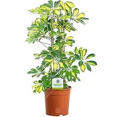 13cm schefflera gerda d'occasion  Livré partout en Belgiqu