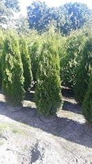 Thuja ccidentalis smaragd gebraucht kaufen  Wird an jeden Ort in Deutschland