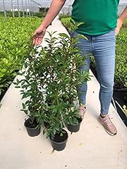 Portuguese laurel evergreen for sale  Delivered anywhere in UK