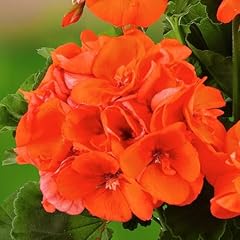Carbeth plants geranium for sale  Delivered anywhere in UK