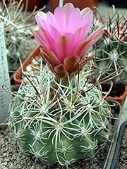 Sclerocactus nyensis sb1460 usato  Spedito ovunque in Italia 