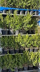 Mirto sardo alta usato  Spedito ovunque in Italia 
