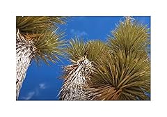 Pezzi 10x yucca usato  Spedito ovunque in Italia 
