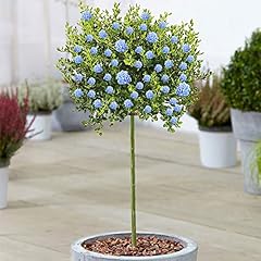Gardenersdream ceanothus victo for sale  Delivered anywhere in UK