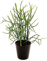 Powers flowers euphorbia usato  Spedito ovunque in Italia 