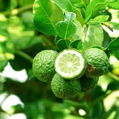 Bergamotto citrus bergamia usato  Spedito ovunque in Italia 