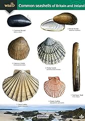 Common seashells britain for sale  Delivered anywhere in UK