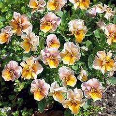 Pansy seeds nature for sale  Delivered anywhere in USA 