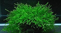 Java moss vesicularia for sale  Delivered anywhere in Ireland