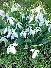 Snowdrop bulbs for sale  Delivered anywhere in Ireland