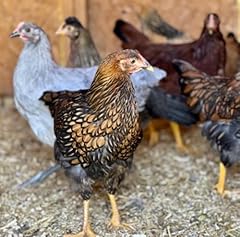Dozen organic cage for sale  Delivered anywhere in USA 