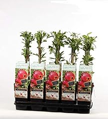 Blumen senf punica gebraucht kaufen  Wird an jeden Ort in Deutschland