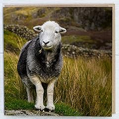 Herdwick sheep photo for sale  Delivered anywhere in Ireland