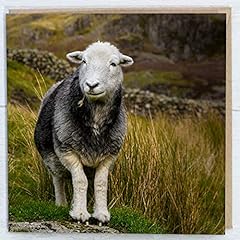 Herdwick sheep photo for sale  Delivered anywhere in Ireland