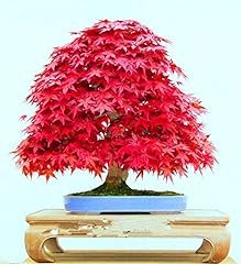 Acer palmatum japanese for sale  Delivered anywhere in Ireland
