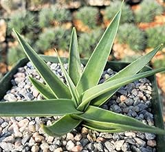Agave bracteosa cacti for sale  Delivered anywhere in USA 